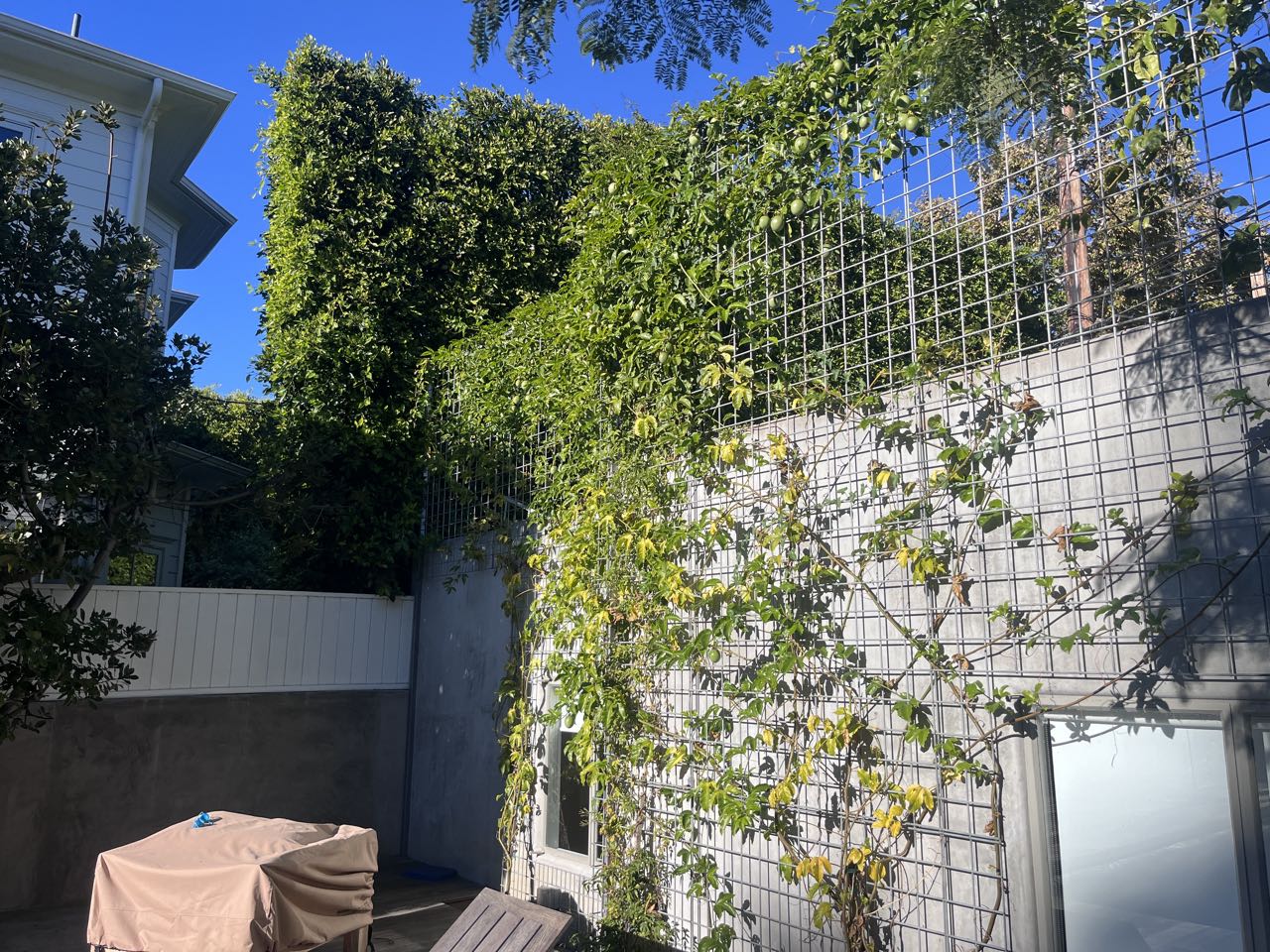 Wire trellis with climbing vines