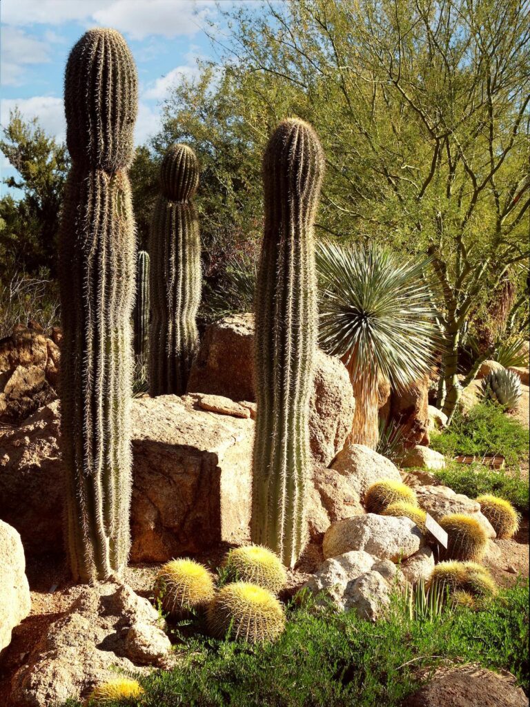 Xeriscape Ideas for Southern California