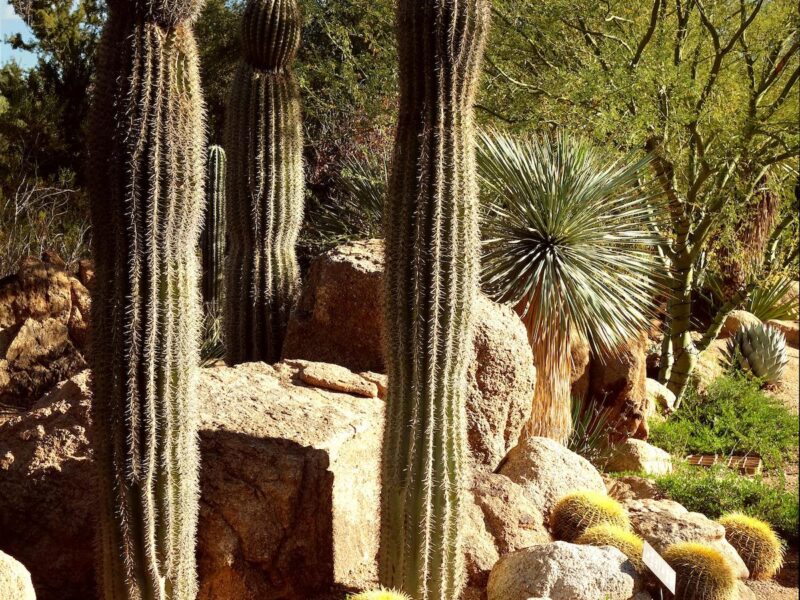 Xeriscape Ideas for Southern California