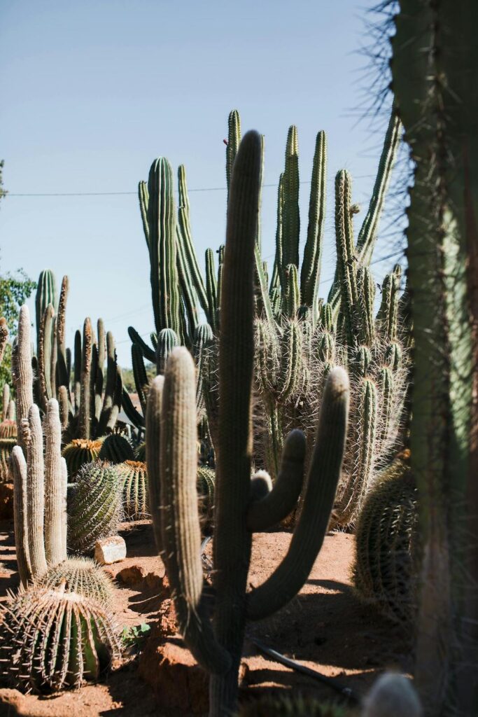 Drought Tolerant Landscaping in Orange County