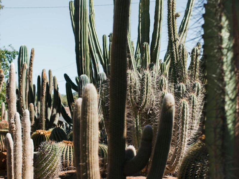 Drought Tolerant Landscaping in Orange County