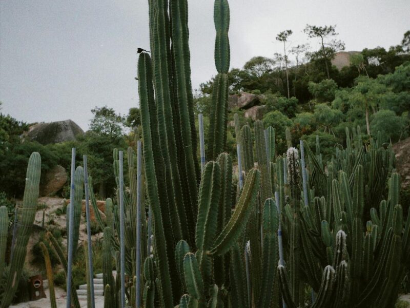 Xeriscaping in Los Angeles: A Guide to Water-Efficient Landscaping