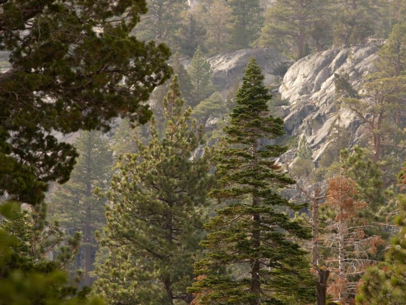 Fast Growing Trees in Los Angeles: A Comprehensive Guide