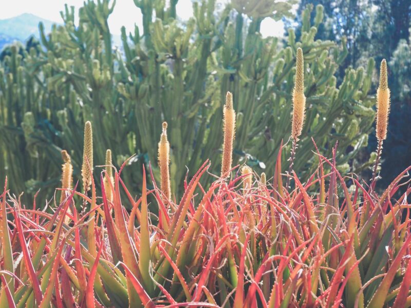 Desert Landscaping in Los Angeles: A Comprehensive Guide