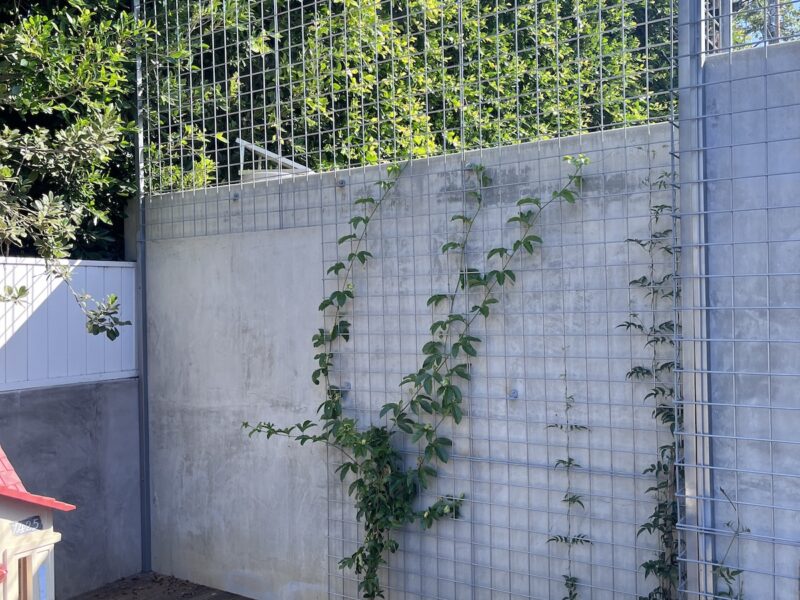 Trellis Los Angeles: A Gardening Guide for Urban Spaces