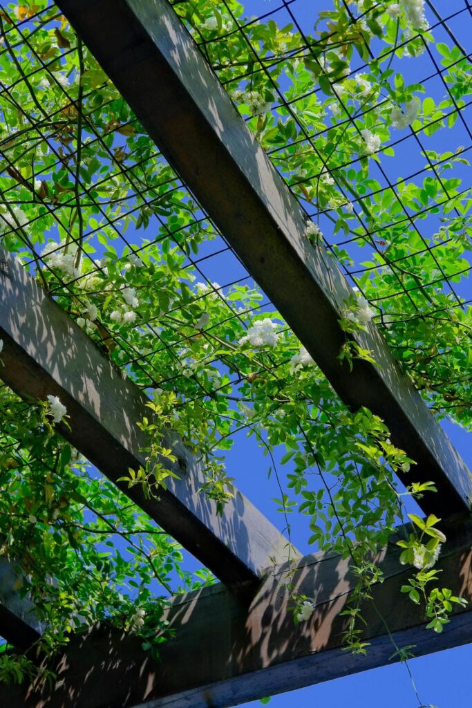 Pergola with vines southern california