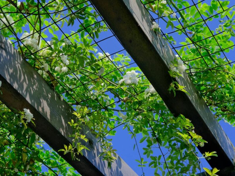 The Ultimate Guide to Pergola Patio in Los Angeles