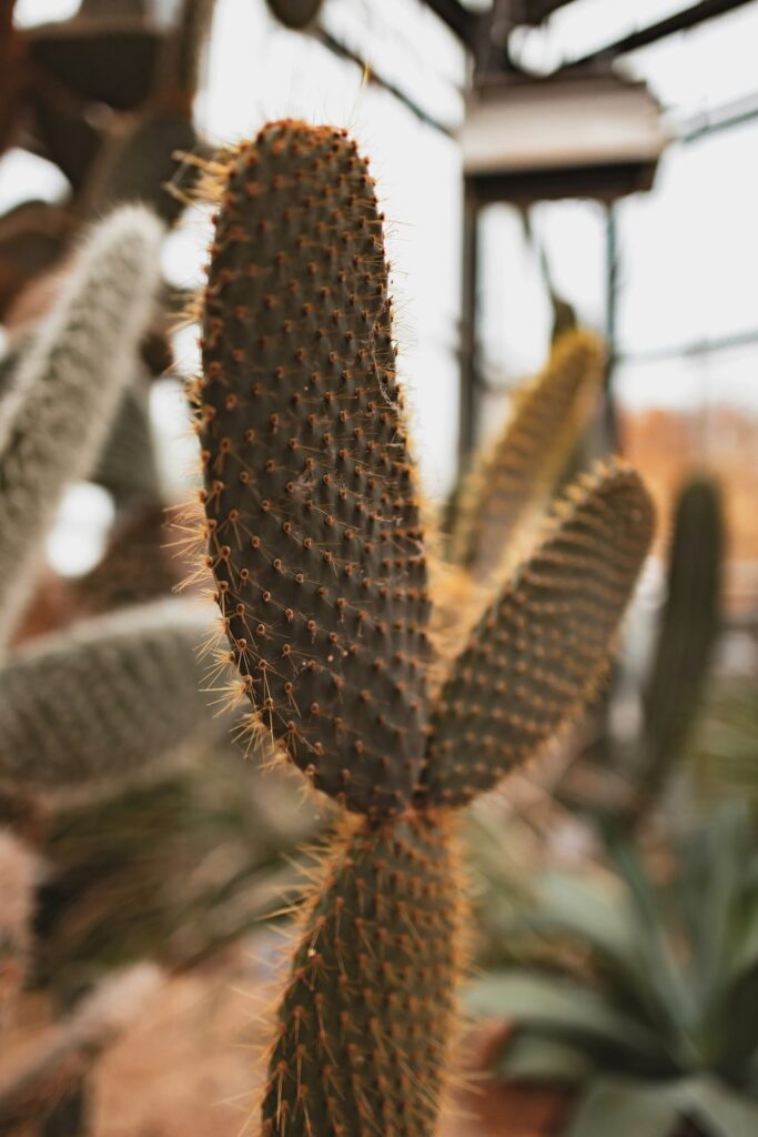 Drought Tolerant Landscape Ideas for Southern California