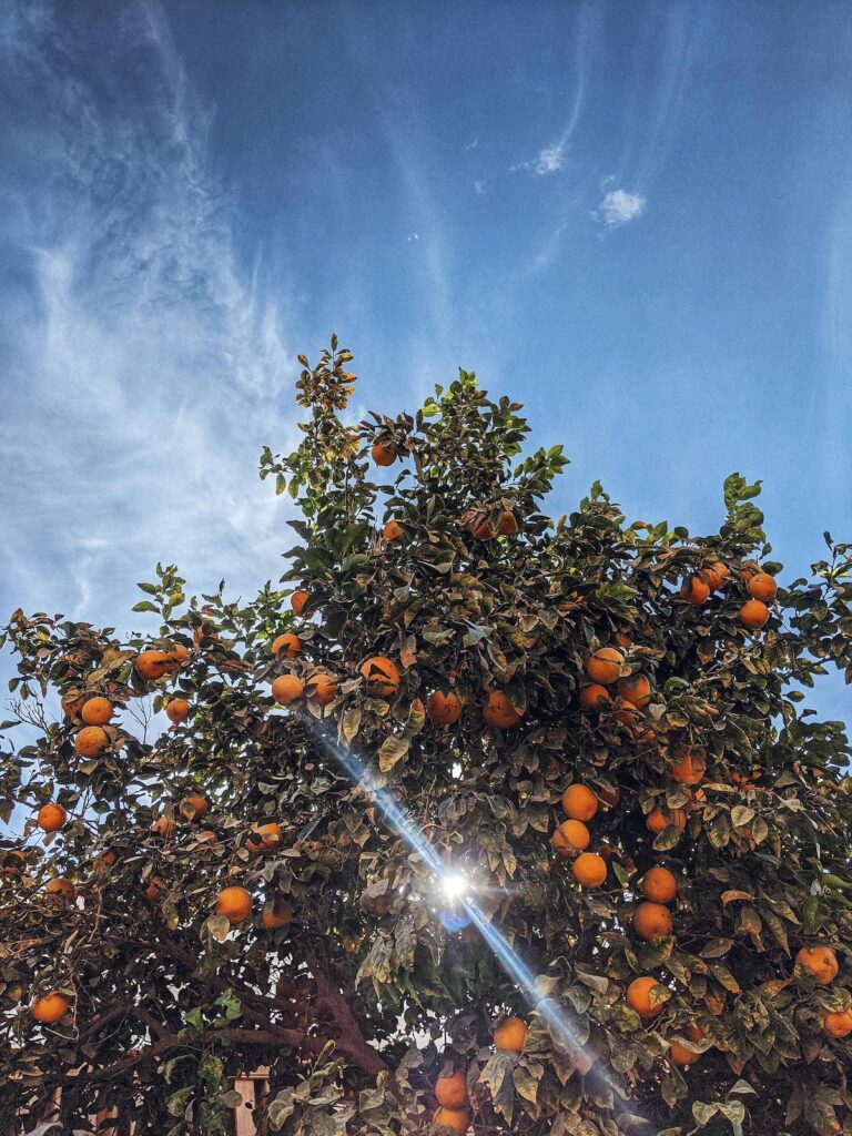Arborist Orange County