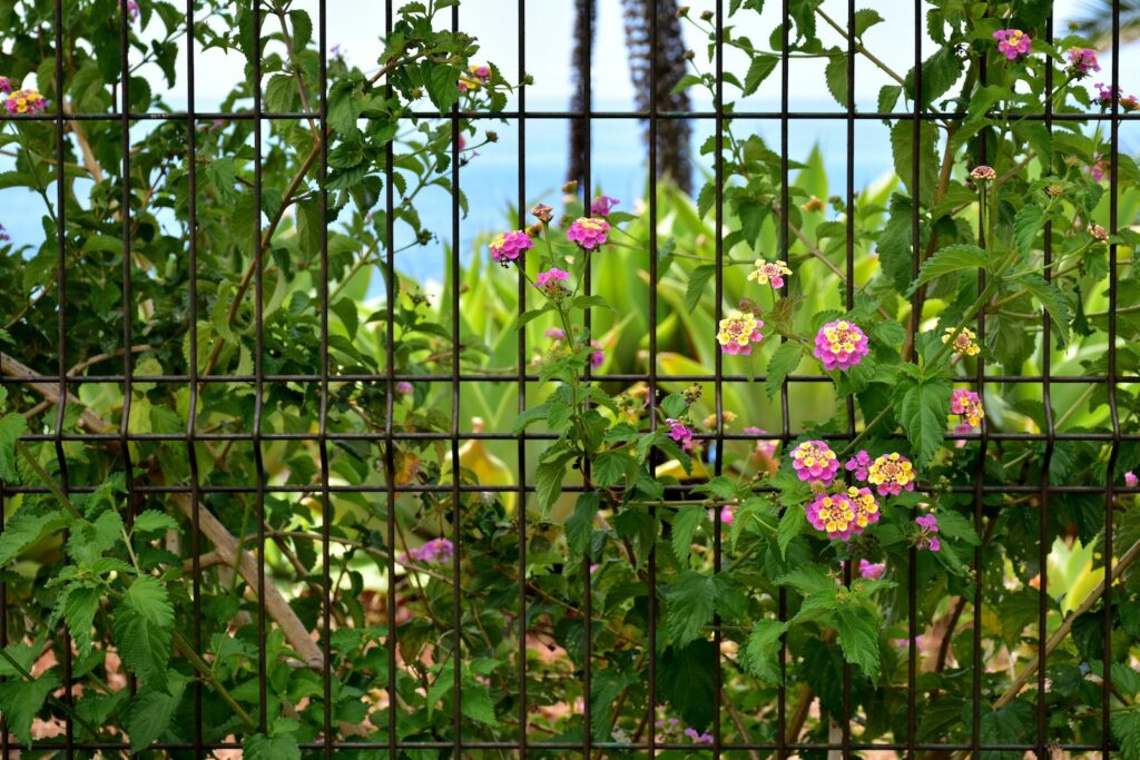 Wrought Iron Gates los angeles
