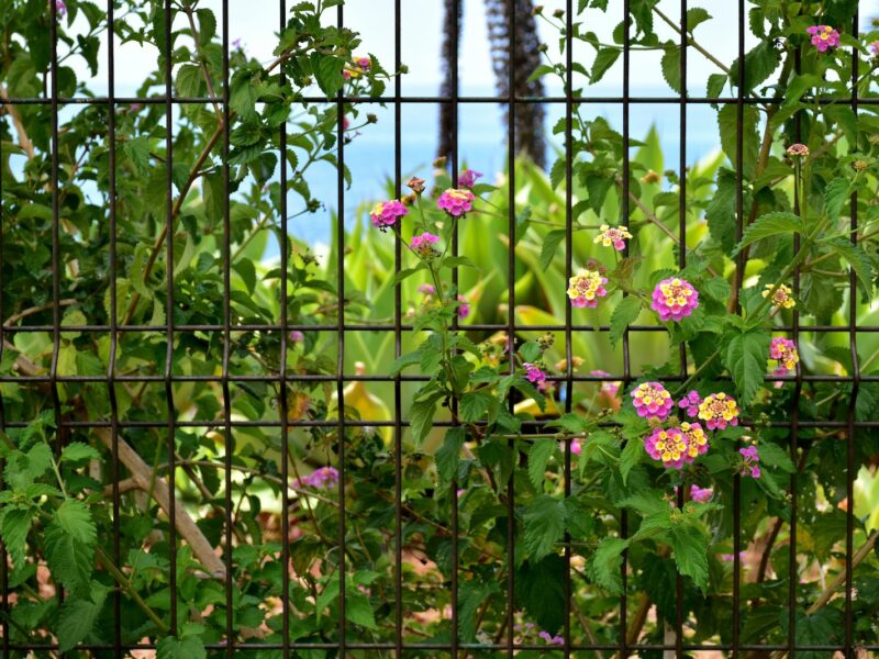 Wrought Iron Fences in Los Angeles: A Comprehensive Guide