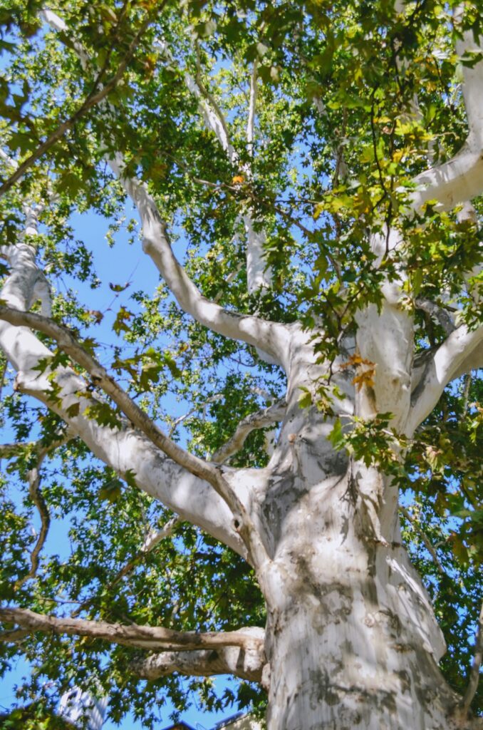 Fast Growing Trees in Southern California