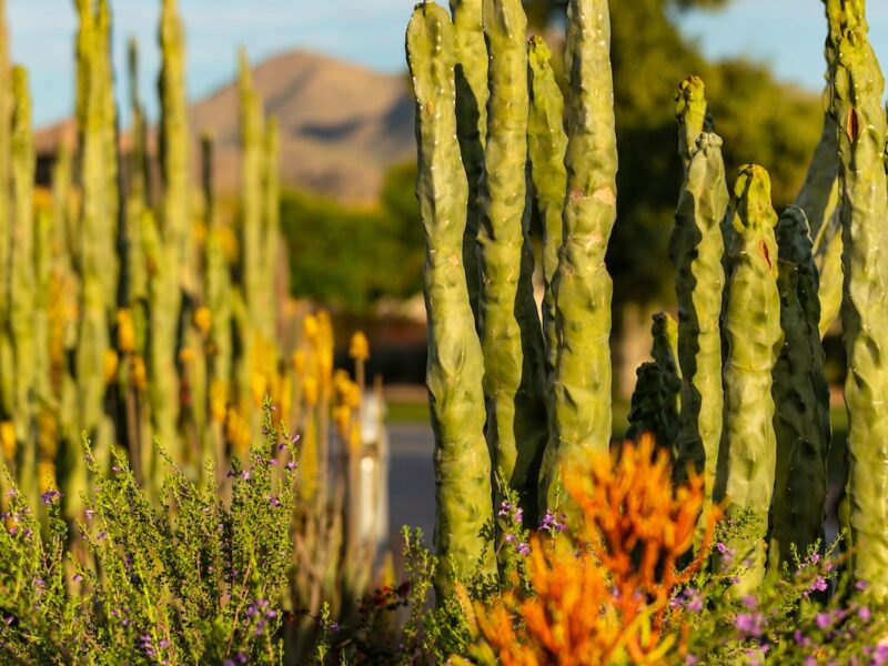 Low Water Landscaping in Southern California: A Comprehensive Guide